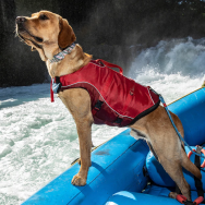 Kurgo Surf N Turf Dog Life Jacket plaukimo liemenė